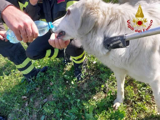Castel di Lama - Vigili del fuoco liberano cane intrappolato in un laccio